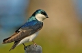 Tree Swallow - male