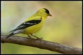 male Goldfinch