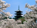 Cherry Blossoms, Ninna-Ji Temple Grounds, Kyoto, Japan - 