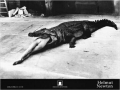 newton-helmut-crocodile-and-ballerina-2402893