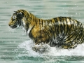 TigerRunning