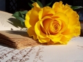 rose_yellow - britney