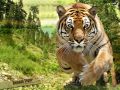 Tiger HD Wallpapers - Tiger