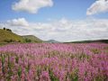 Fireweed blooms  - THIS DAURIA