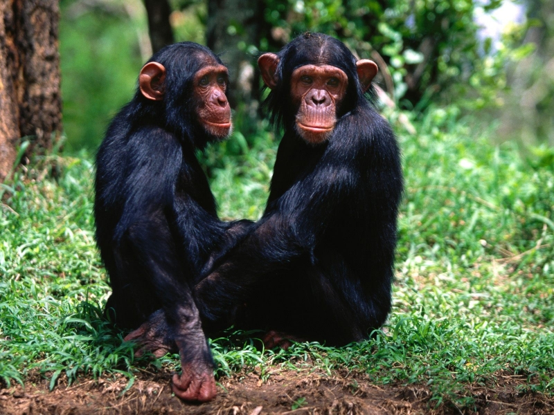 A Pair of Troublemakers, Chimpanzees