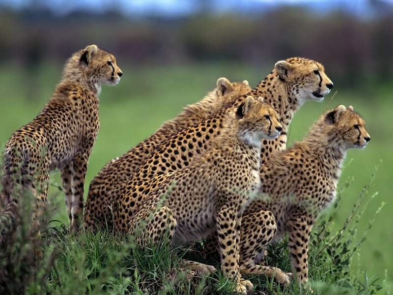 Anticipation, Cheetahs, Africa