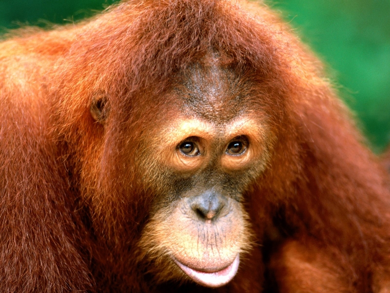 Being Coy, Sumartran Orangutan