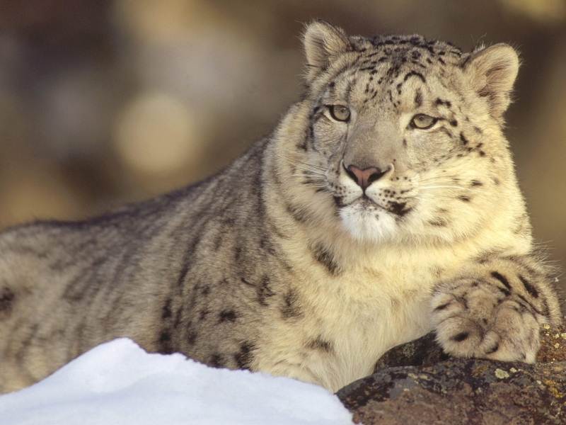 Deep Thoughts, Snow Leopard