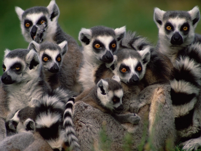 Grouping of Ring-Tailed Lemurs