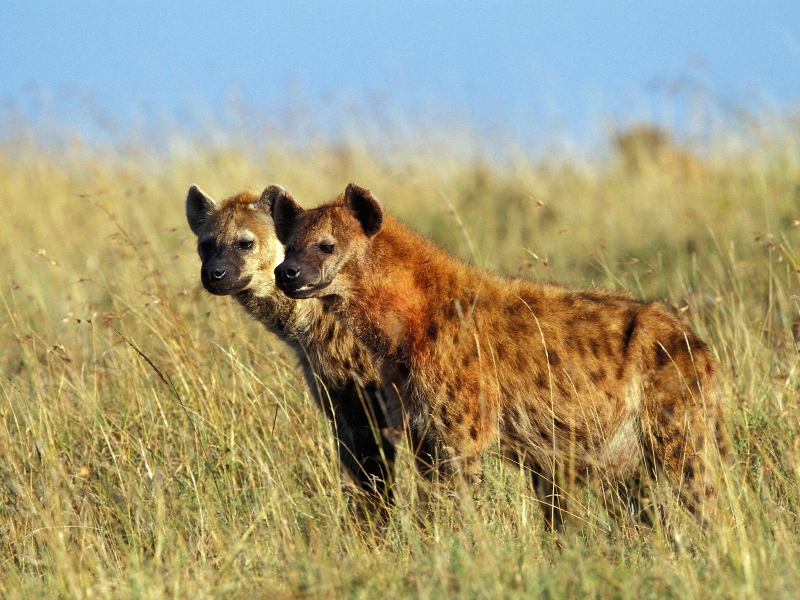 Spotted Hyenas, Masai Mara, Kenya