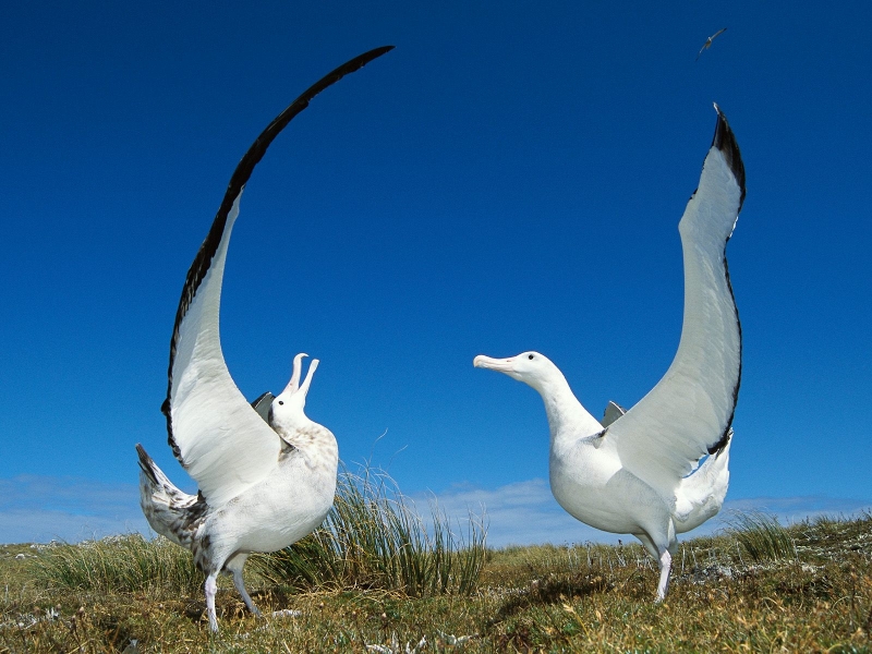 Gibson's Wandering Albatross, New Zealand