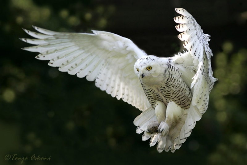 Snow owl 36