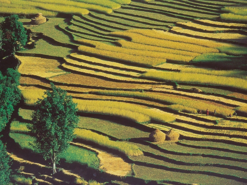 Nepal-PaharRegion-RiceGrowingToTheSouthOfPokhara