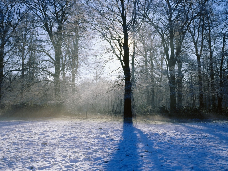 Winter Morning, Norfolk, England