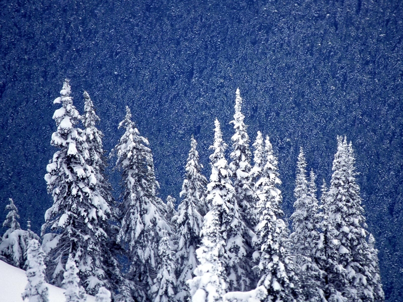 Snowy Mountain Forest, Hurricane Ridge, Olympic National Park, Washington