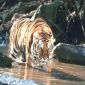 Tiger HD Wallpapers - Tiger