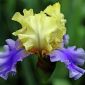  - Irises internet photos