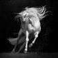 Aga Karmol Art - Horses-Internet-2
