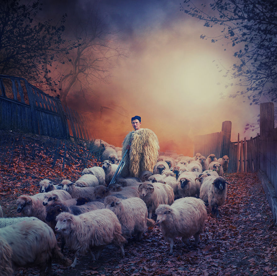 Перегоняя овец