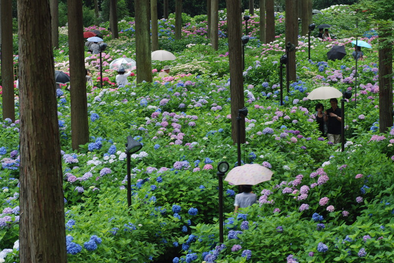 Blooming of hydrangeas and umbrellas