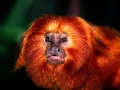 I'm Ready For My Close-up, Golden Lion Tamarin