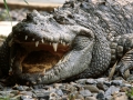Siamese Crocodile, Vietnam
