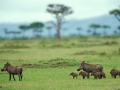 Warthog Family, Masai Mara, Kenya