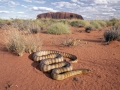 Woma Python, Uluru National Park, Australia
