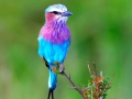 Lilac Breasted Roller, Africa