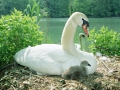 Mute Swan and Chicks, Germany