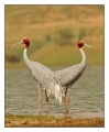 Saurus cranes