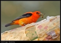 Scarlet Tanager-Eating a Yellow Jacket
