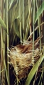 Reed Warbler on nest