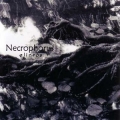 Necrophorus -  