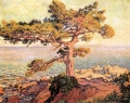 Pine by the Mediterranean Sea  1916