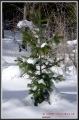 Зимняя красавица - Зимний пейзаж