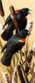kb_Brenders-Red-Winged_Blackbirds