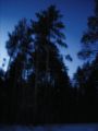 3 - Der sibirischer Wald