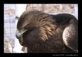 (Aguila chrysaetus) - []   " "...