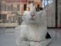 кот в витрине - животные