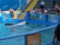Killer whale_3 - Miami Seaquarium