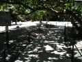 IMG_0443_1 - Flamingo Gardens, Miramar, FL