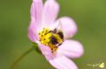    (History of a bee) - 