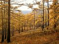 The shining yellow of the larches - THIS DAURIA