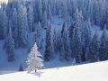 Snow Trees -   