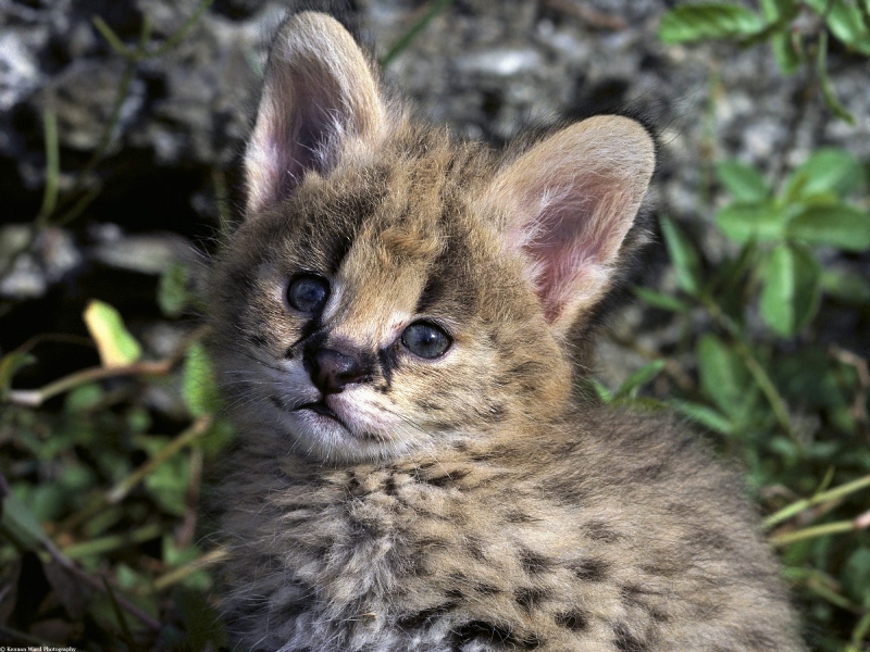 African Serval Kitten