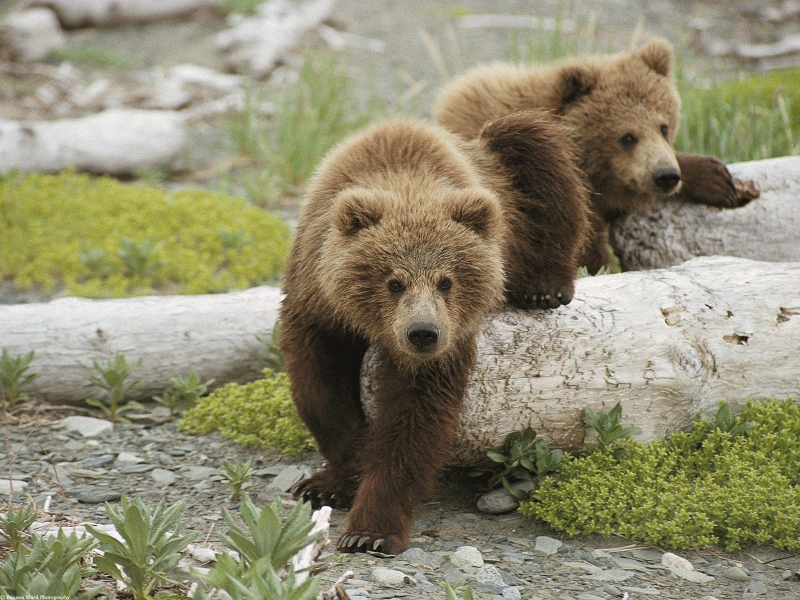 Alaskan Playtime, Brown Bear Cubs