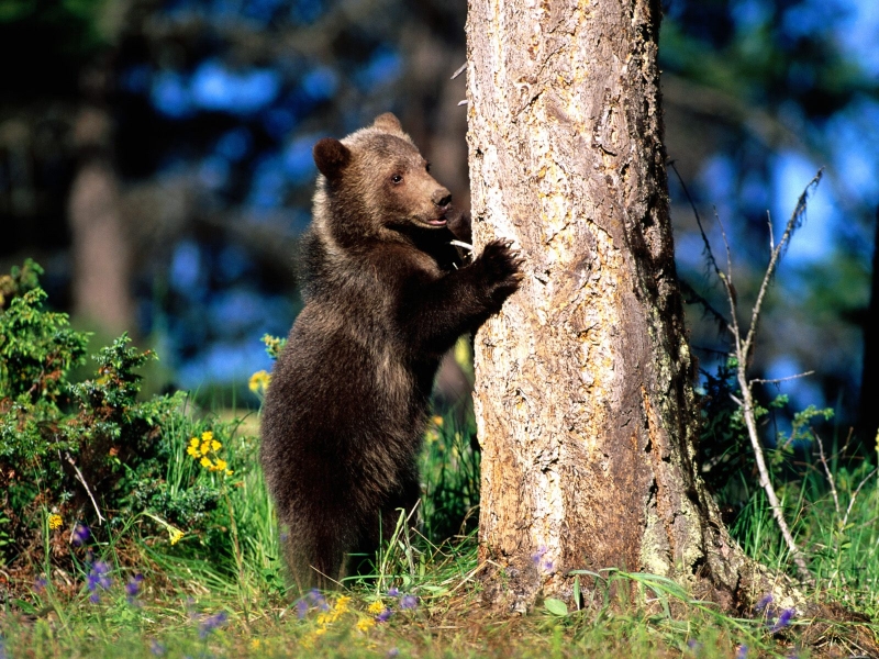 Bear Hug, Grizzly Bear Cub