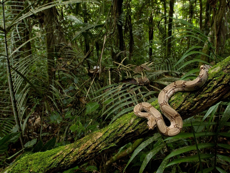 Boa Constrictor in the Rainforest, South America