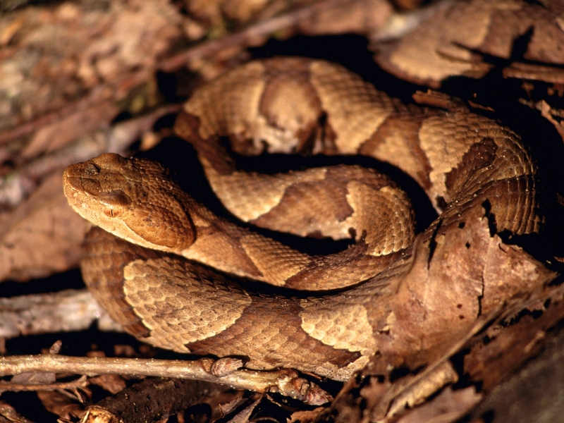 Copperhead, Fall Creek Falls State Park, Tennessee